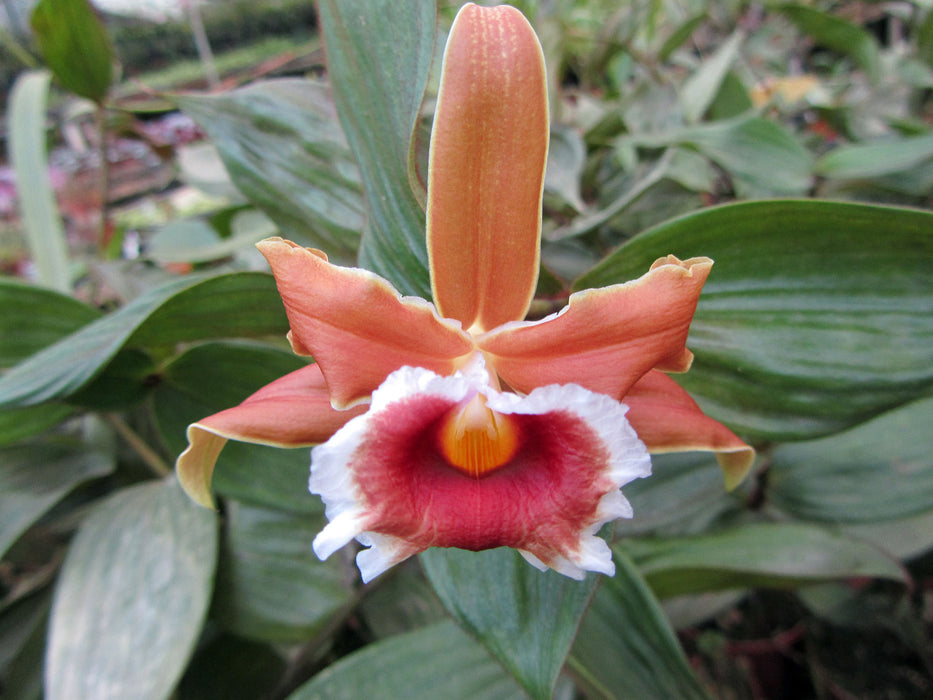 Sobralia atropubescens