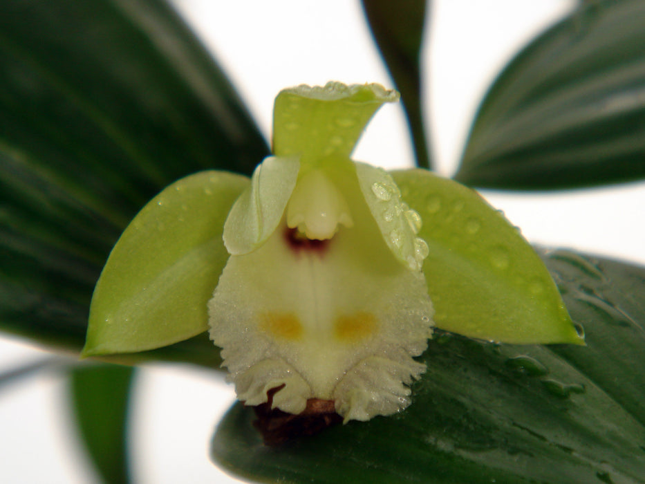 Sobralia bimaculata