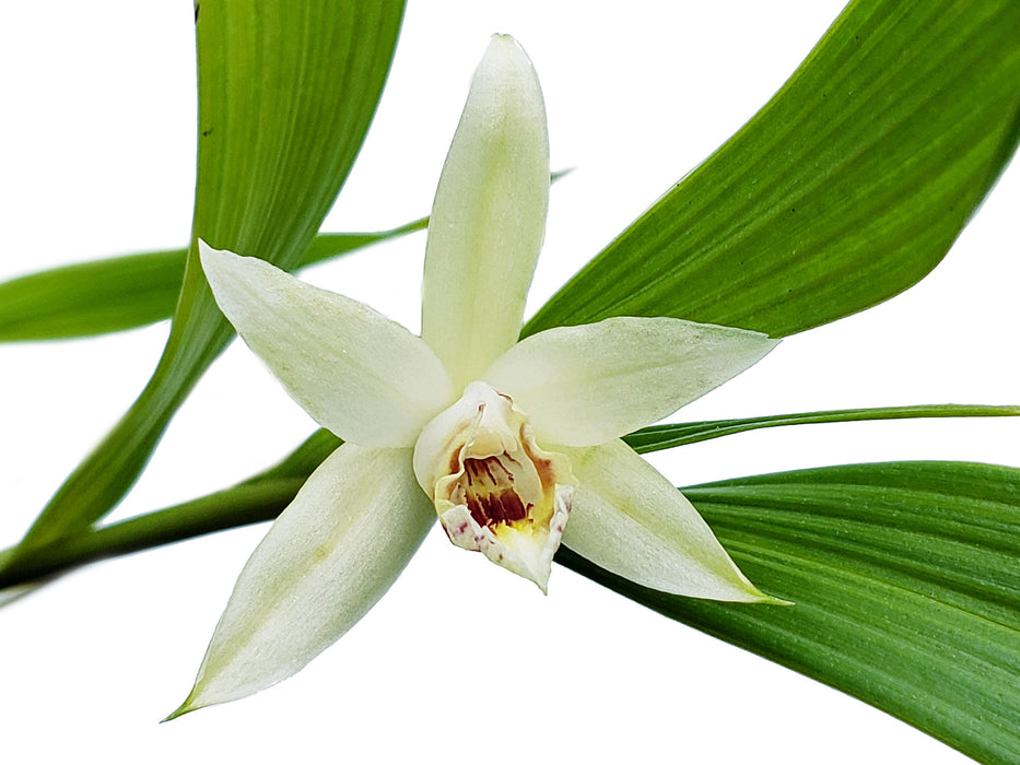 Sobralia candida