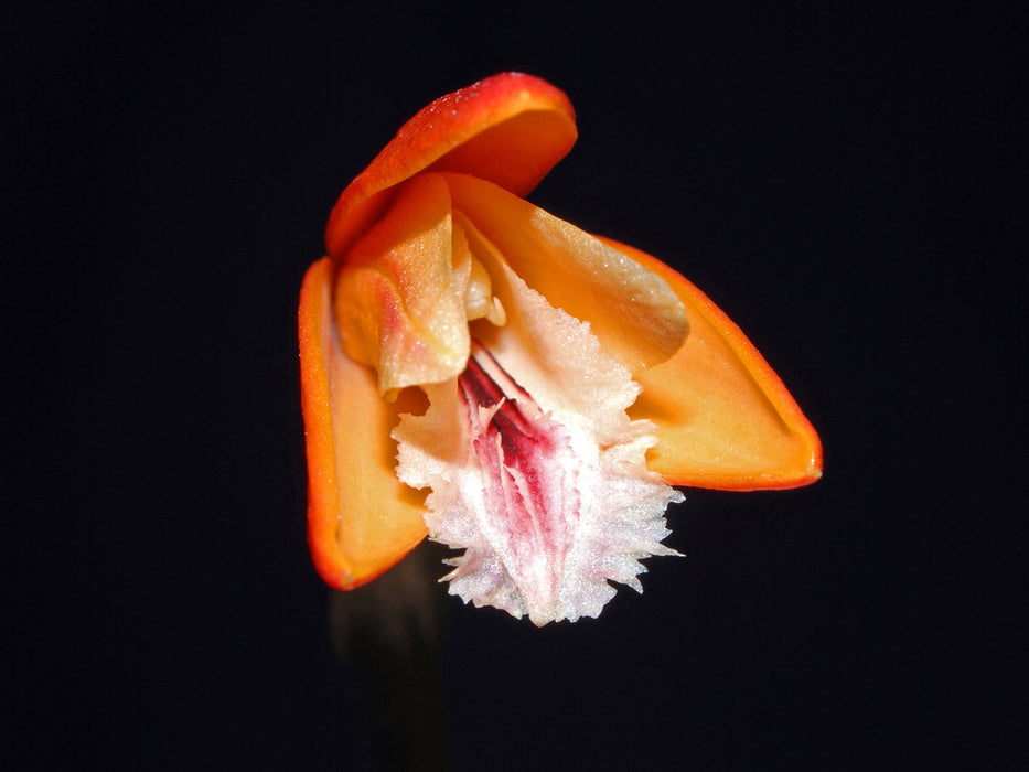 Sobralia crocea