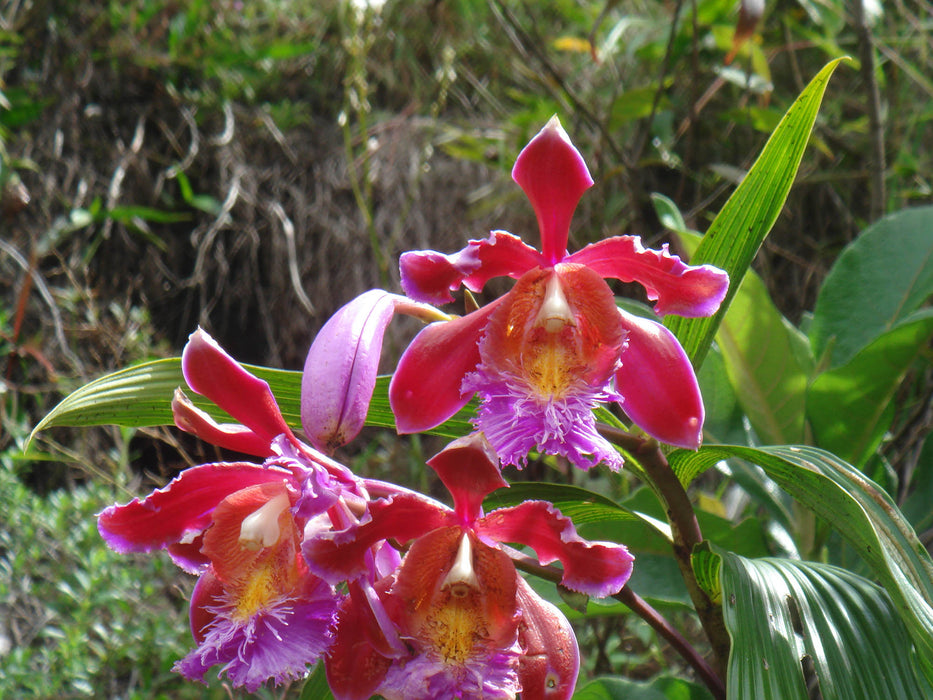 Sobralia dichotoma