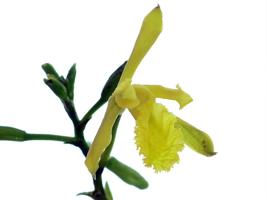 Sobralia dorbignyana