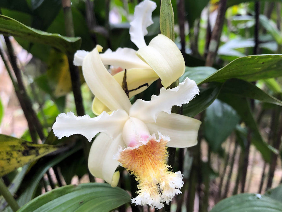 Sobralia fimbriata