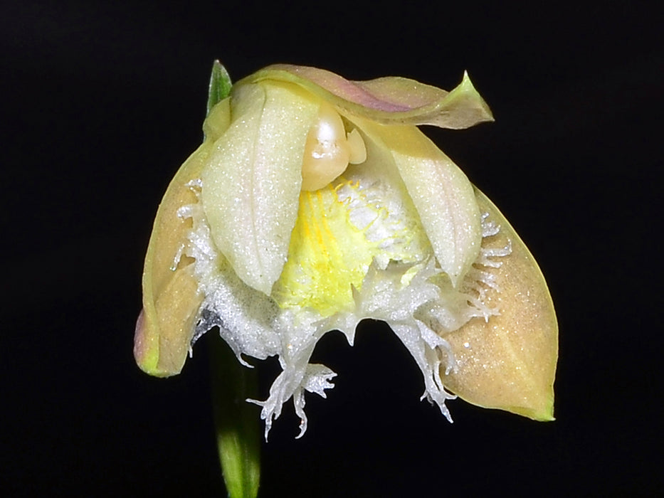 Sobralia fragrans