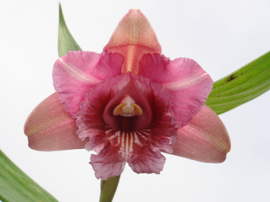 Sobralia gentryi