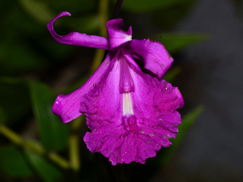 Sobralia kermesina