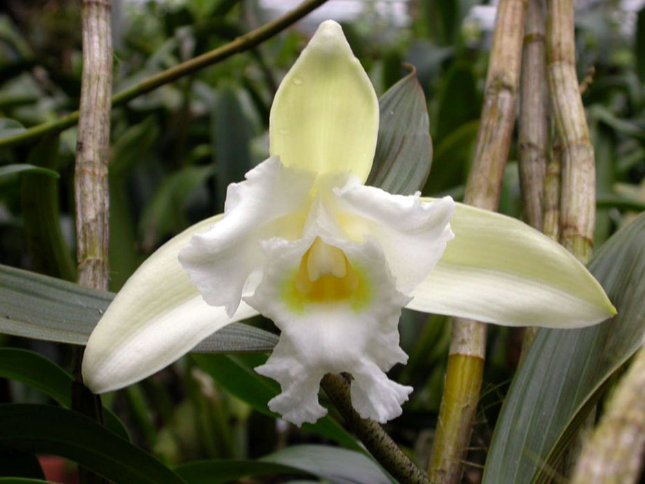 Sobralia kerryae