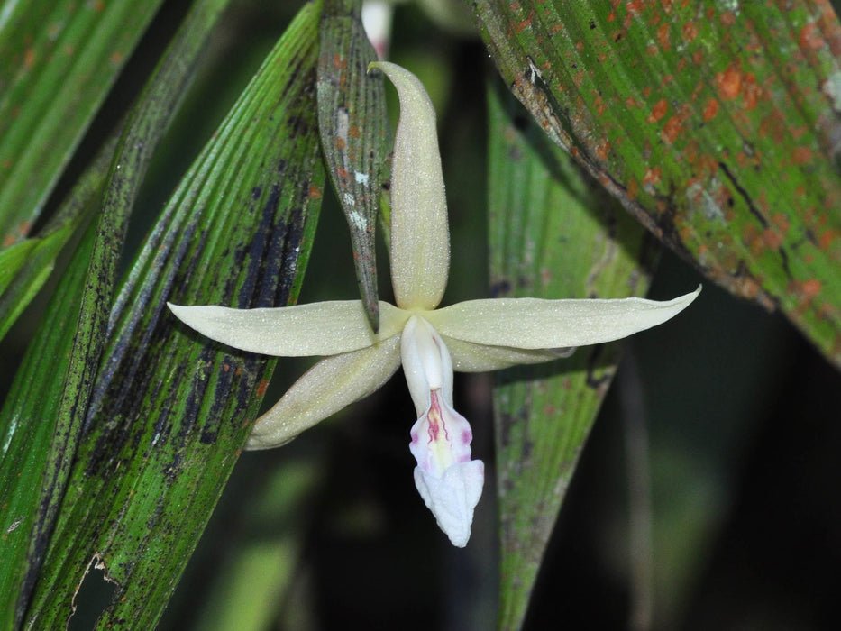 Sobralia lancea