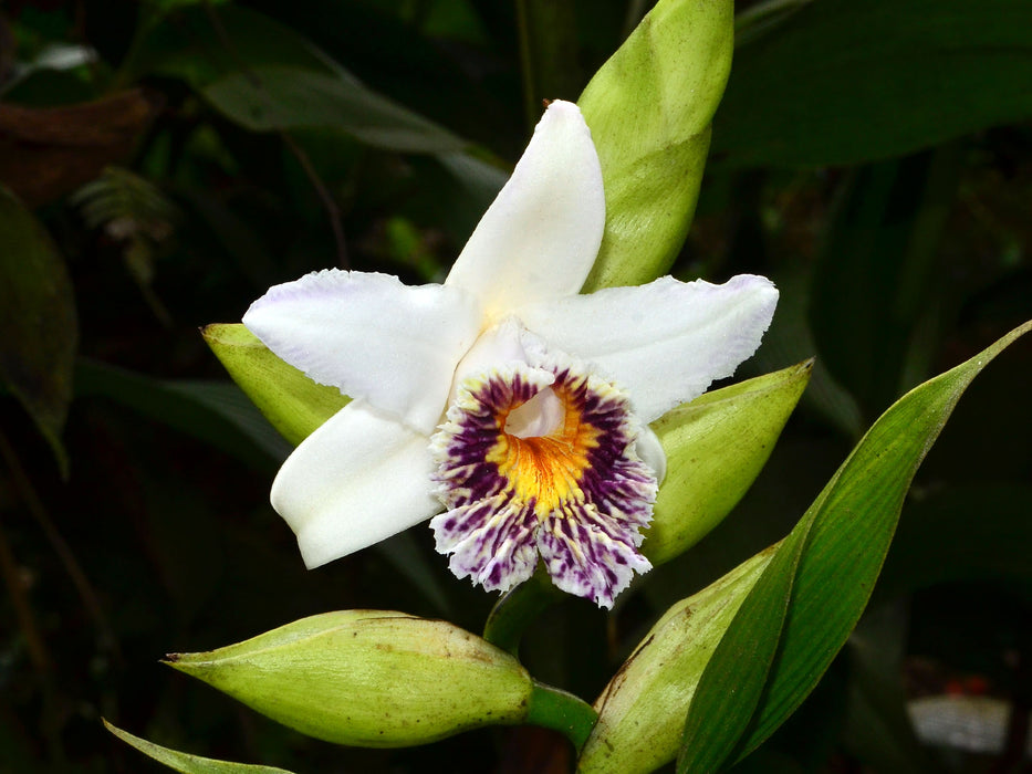 Sobralia luerorum