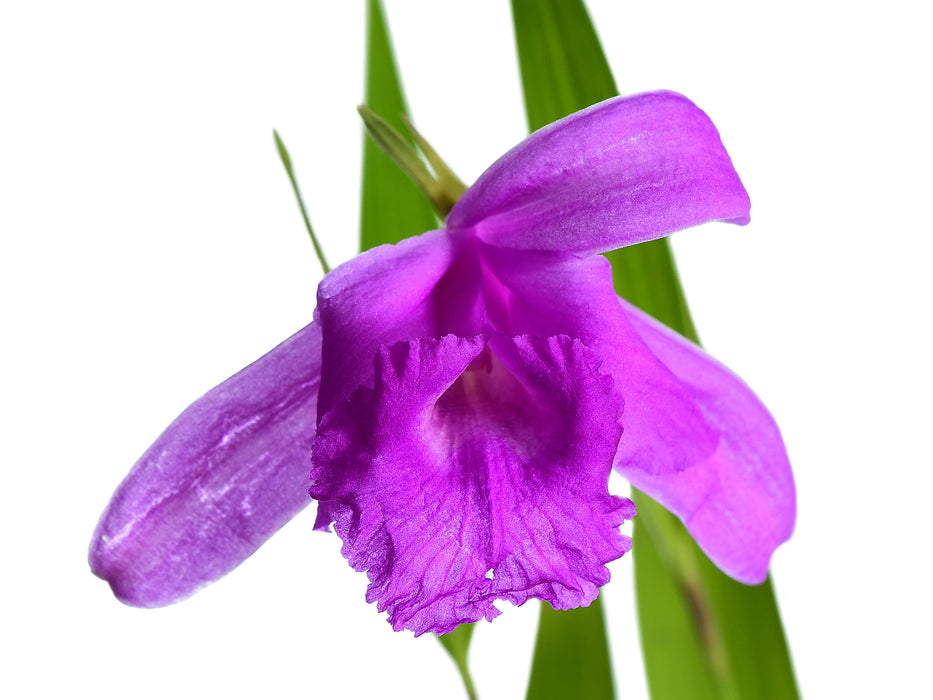 Sobralia paradisiaca