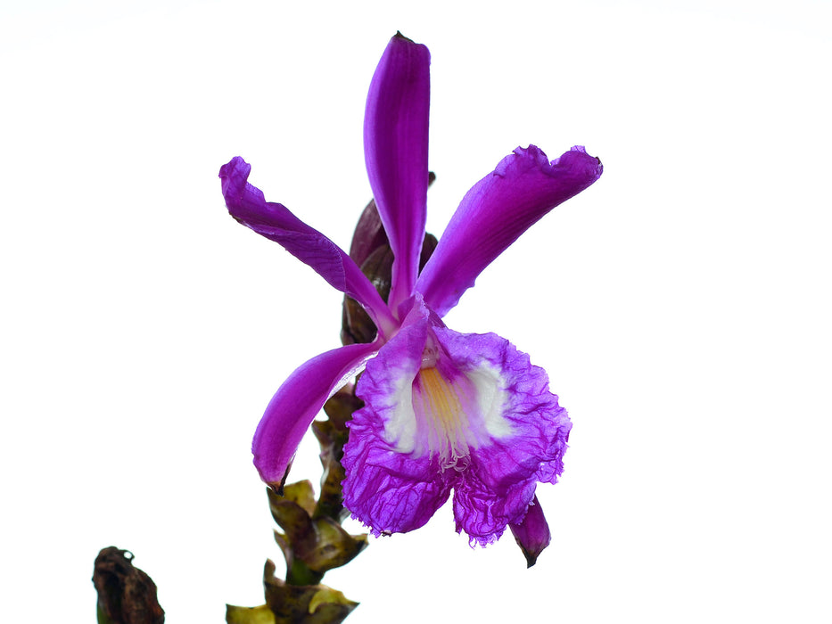 Sobralia portillae