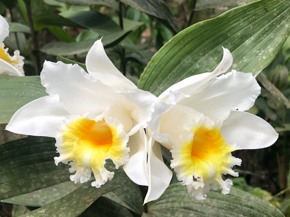 Sobralia powellii