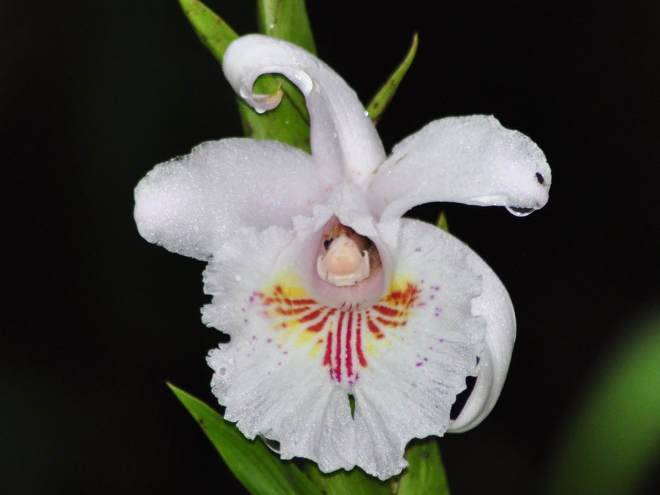 Sobralia pulcherrima