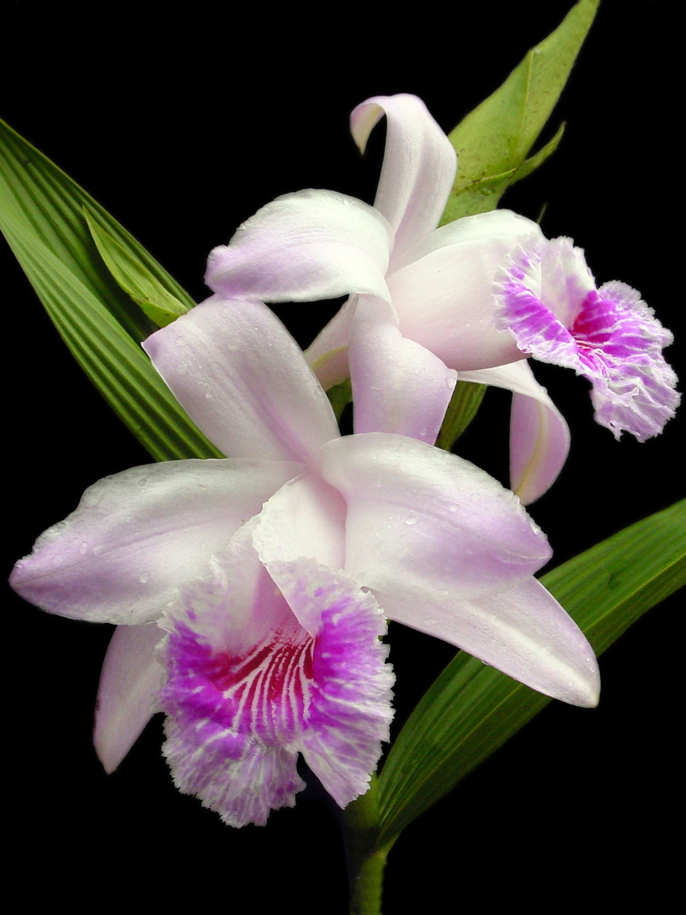 Sobralia