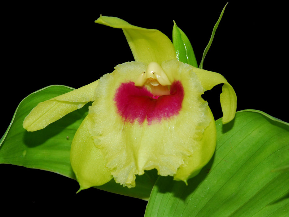 Sobralia turkeliae