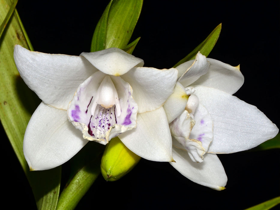 Sobralia undatocarinata