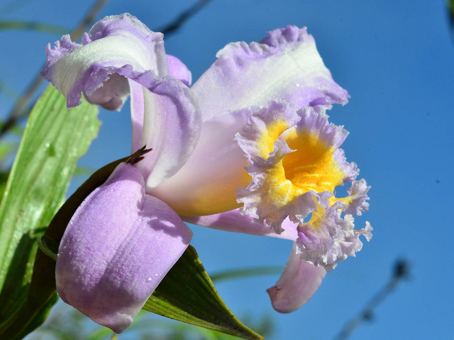 Sobralia violacea