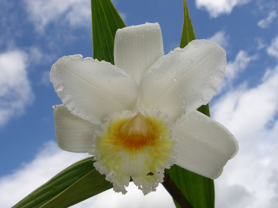 Sobralia virginalis