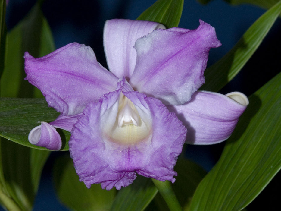 Sobralia warszewiczii