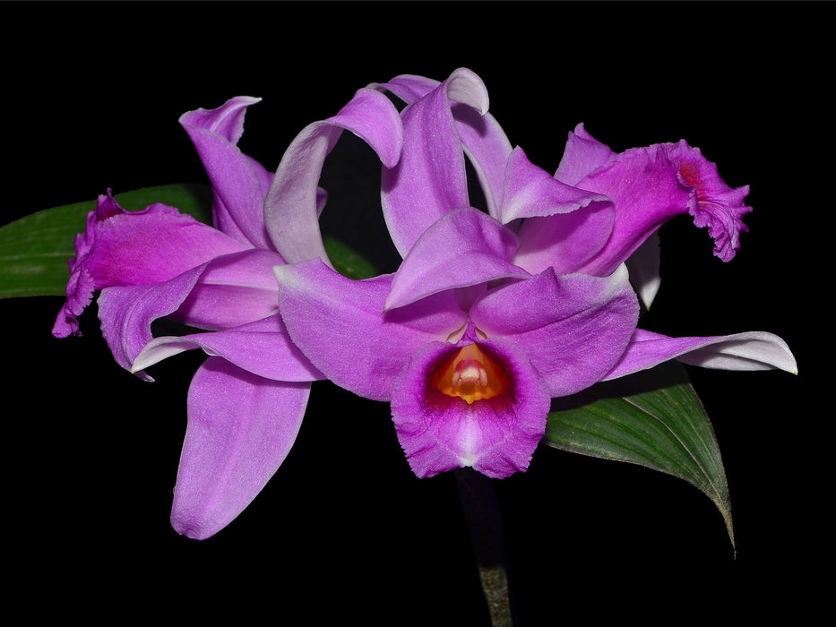 Sobralia yauaperyensis