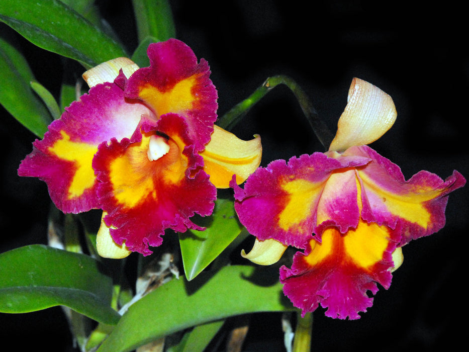 Sophrolaeliocattleya Angel Eyes