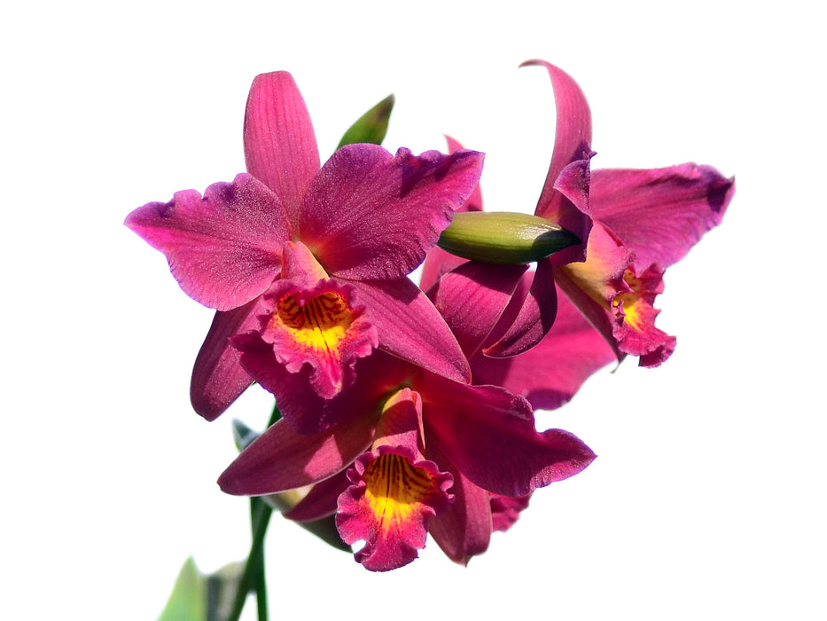 Sophrolaeliocattleya Hsin Buu Lady 'Red Beaty' h00367