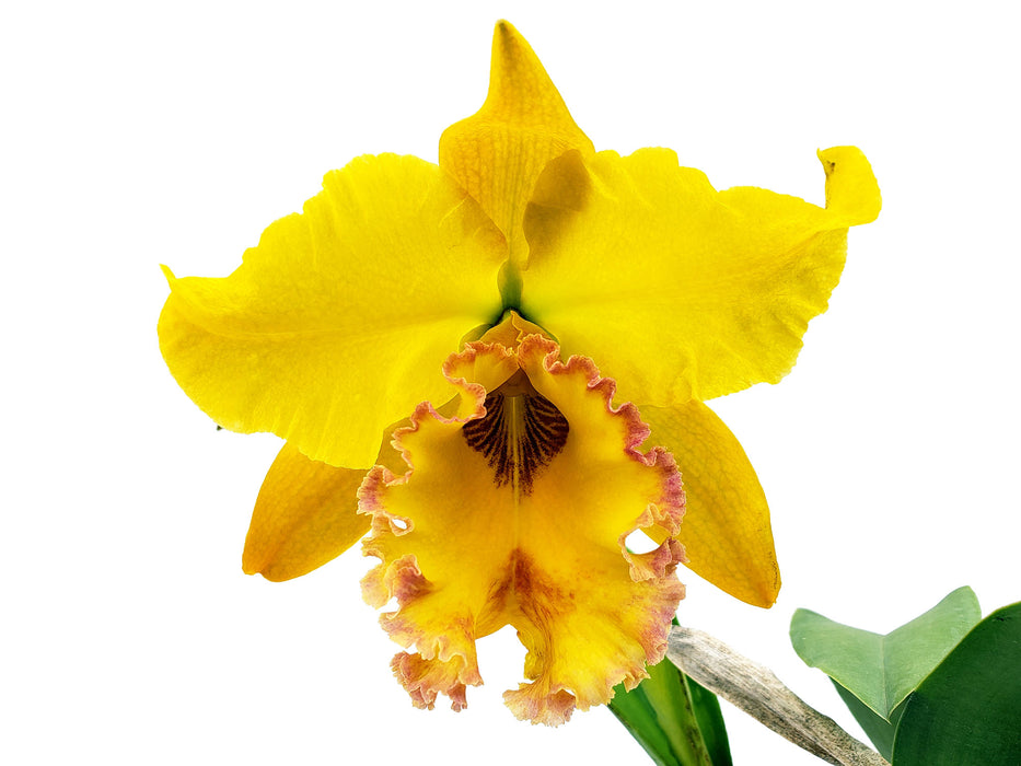 Sophrolaeliocattleya Hwa Yuang Star "Pink Girl" H00146