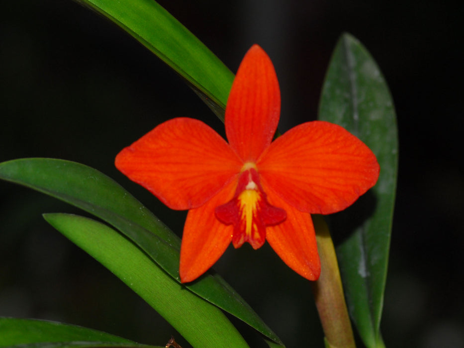 Sophronitis coccinea special x Laelia harpophylla