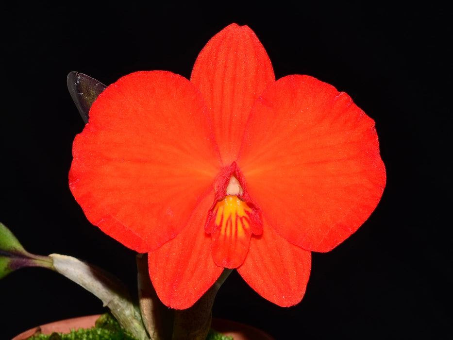 Sophronitis coccinea round form