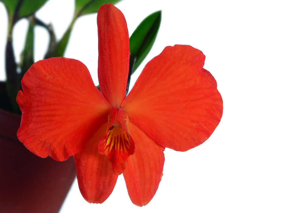 Sophronitis coccinea