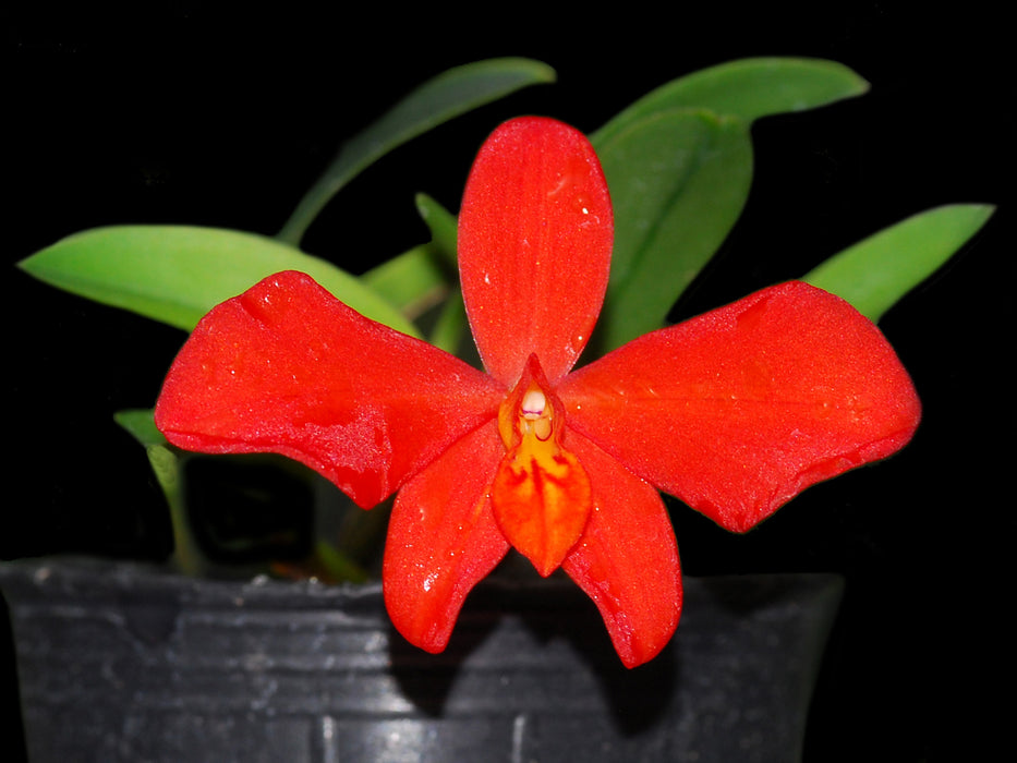 Cattleya Teipels Feuerzwerg