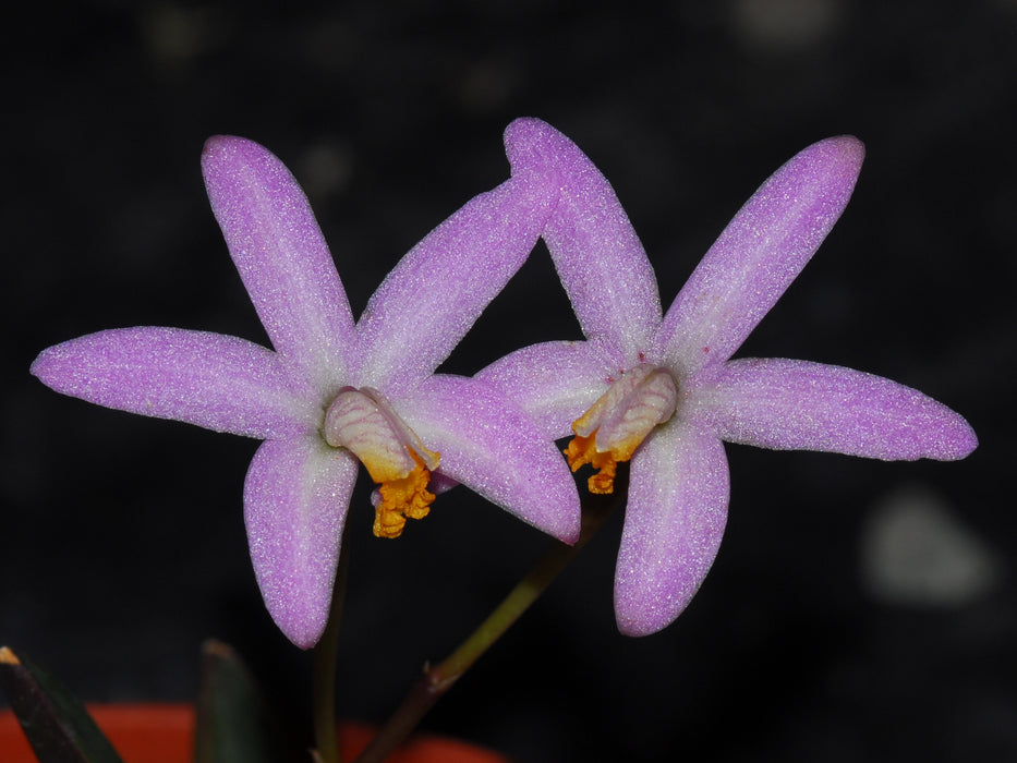 Laelia reginae