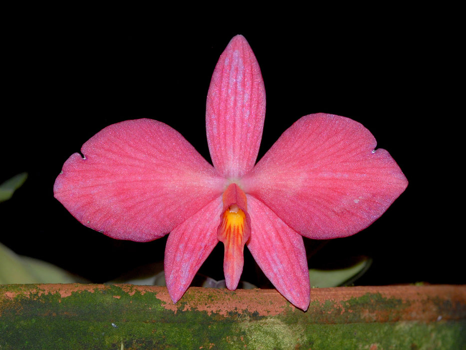 Cattleya wittigiana