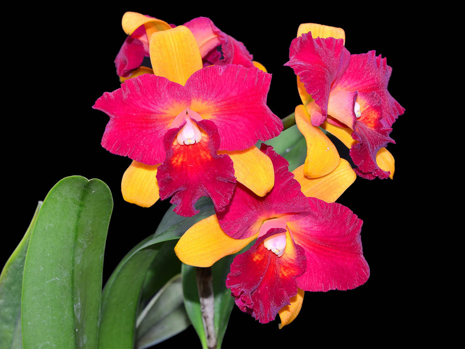 Sophrolaeliocattleya Hirota "Ruby Crown"