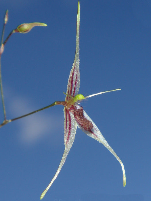 Andreettaea claviculata