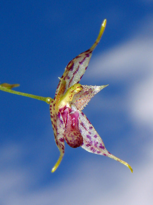 Specklinia gongylodes