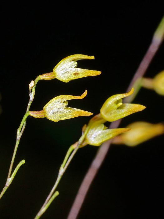 Specklinia producta