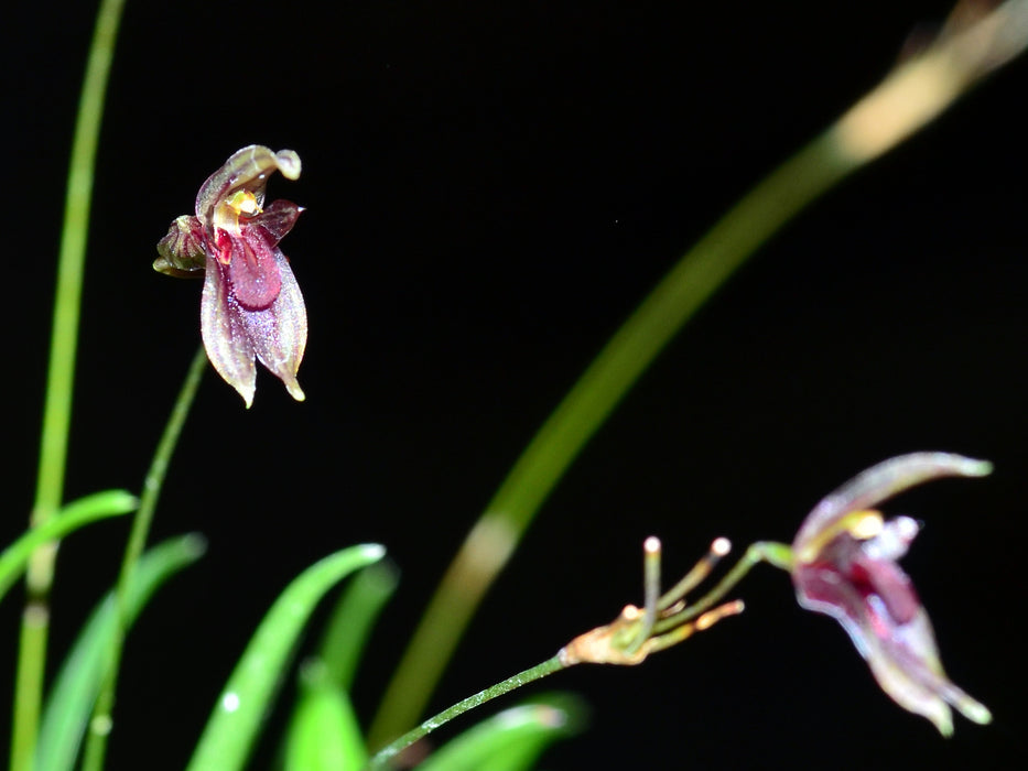 Specklinia simmleriana