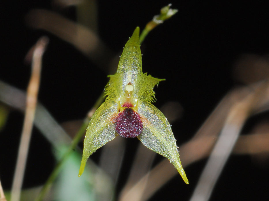 Specklinia zephyrina