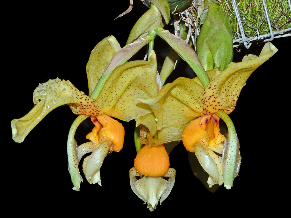 Stanhopea Yolanda Breck