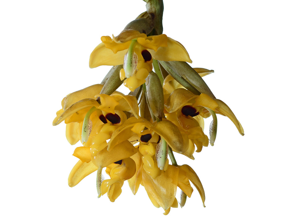 Stanhopea anfracta