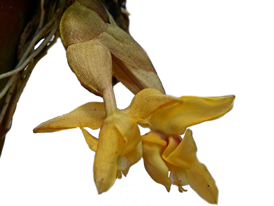 Stanhopea annulata