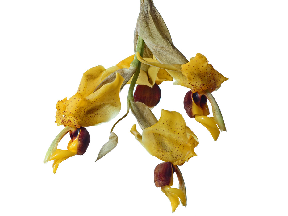 Stanhopea connata