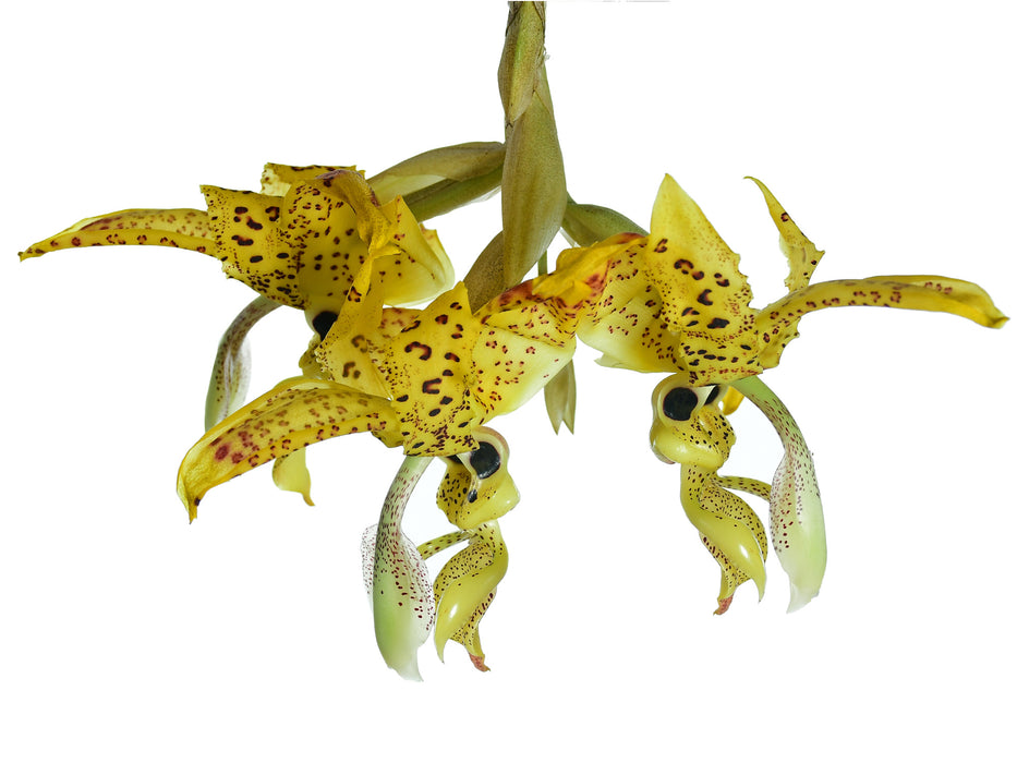 Stanhopea costaricensis