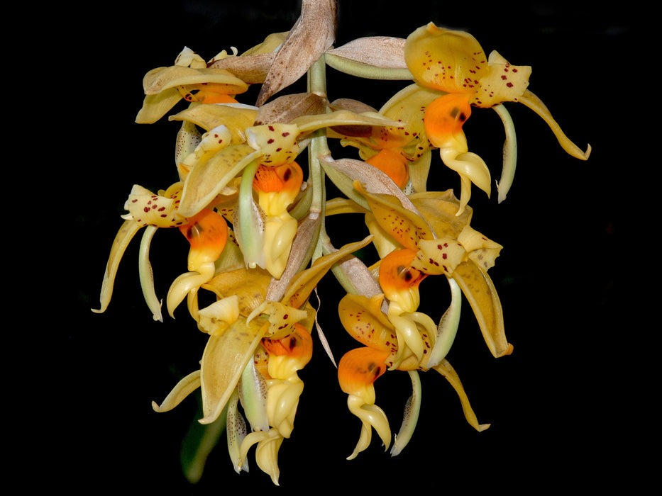 Stanhopea embreei orange