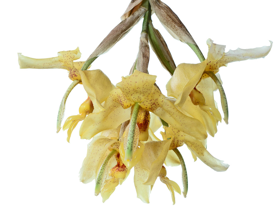 Stanhopea gibbosa