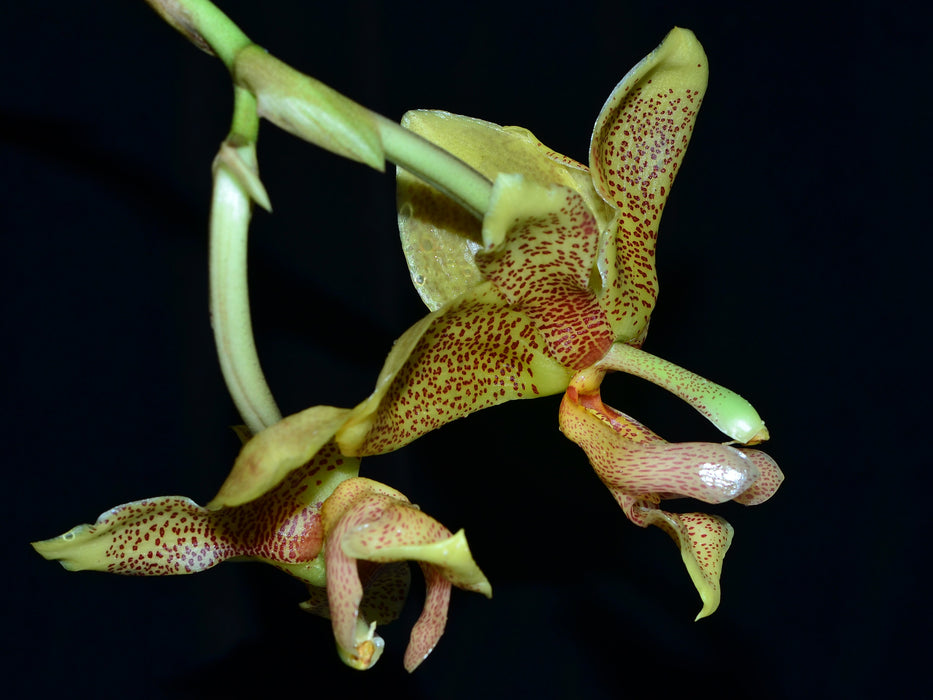 Stanhopea gibbosa x Stan.nigra x Hlt.wallisii