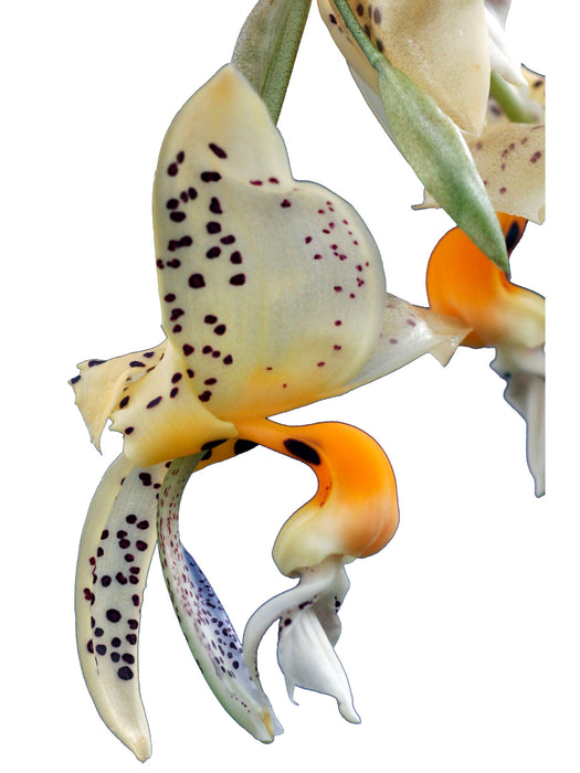 Stanhopea jenischiana