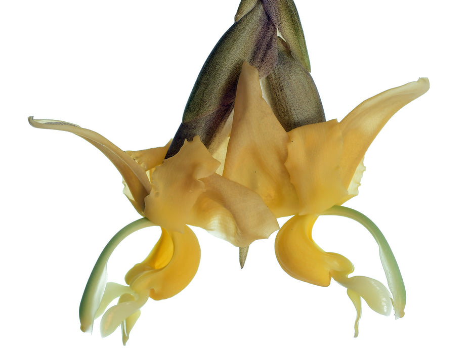 Stanhopea maduroi