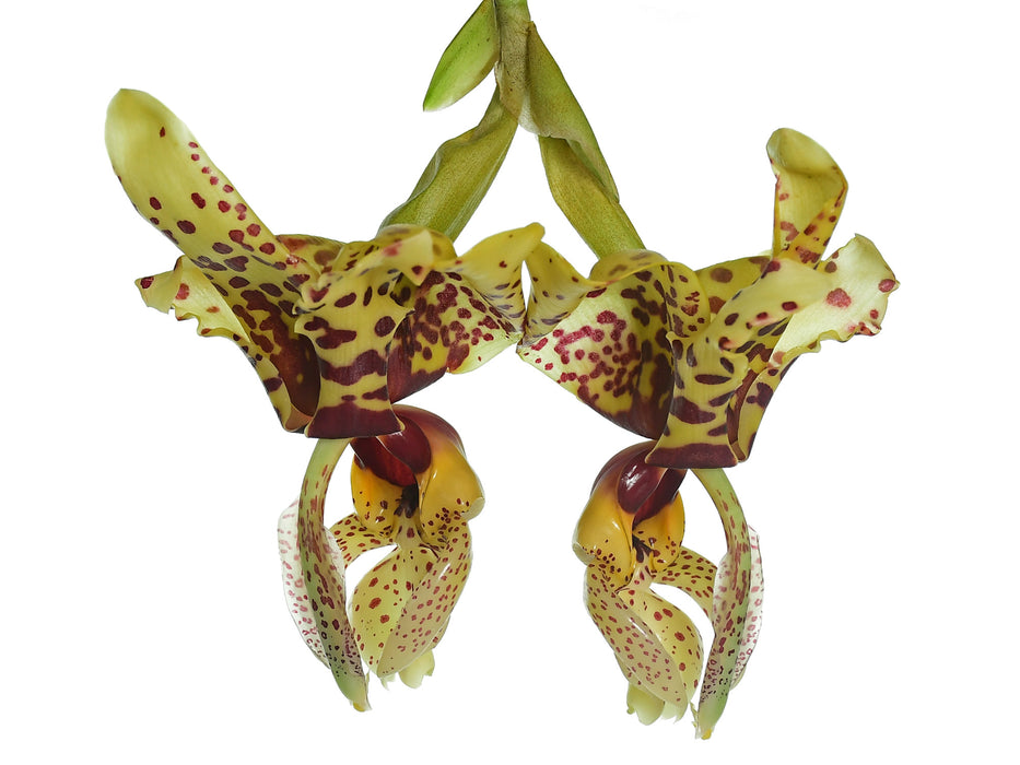 Stanhopea Gualaceo x Stanhopea nigra